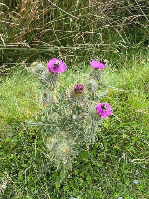 The Burrow, Langholm, Dumfries And Galloway 外观 照片